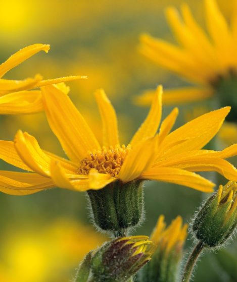 Arnica-montana-Arnica_OfficeandWeb_13448-aspect-ratio-469-559
