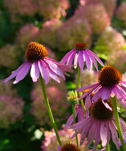 AdobeStock_457887624-scaled-aspect-ratio-408-487