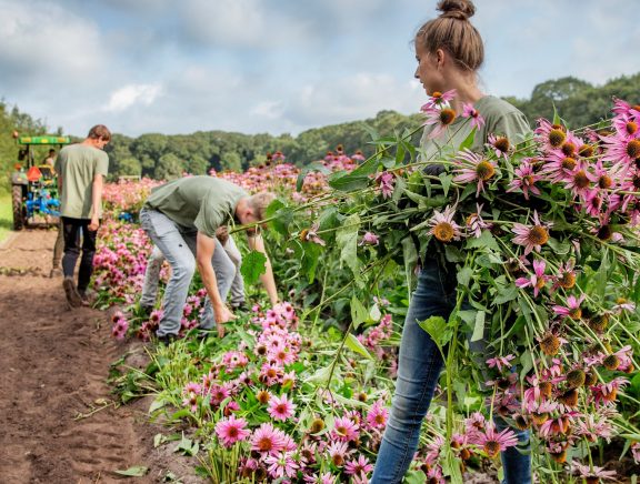 Harvesting_echinacea-scaled-aspect-ratio-576-436