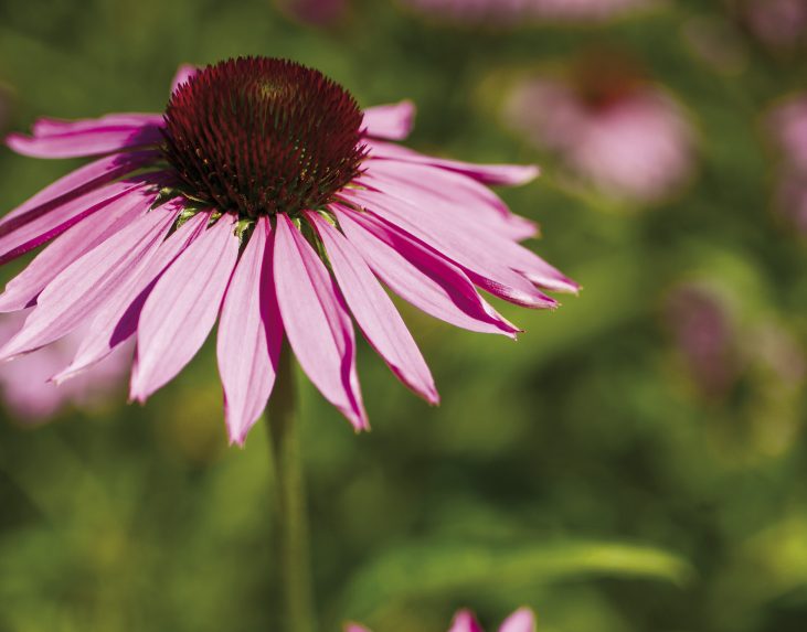 Echinacea-purpurea--aspect-ratio-731-573