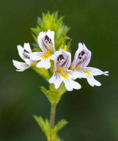 AdobeStock_1350012414-scaled-aspect-ratio-408-487