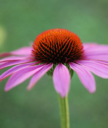 Echinacea-purpurea-Purple-Coneflower_Original_9140-scaled-aspect-ratio-408-487