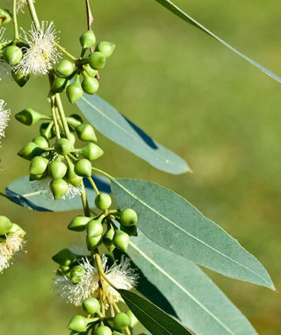 Eucalyptus_web_AdobeStock_1210764254-aspect-ratio-408-487