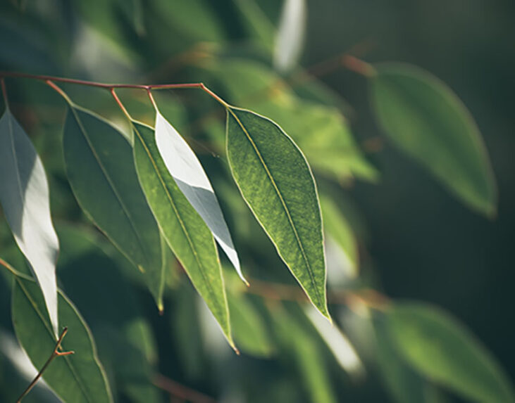 Eucalyptus_web_AdobeStock_331959849-aspect-ratio-731-573